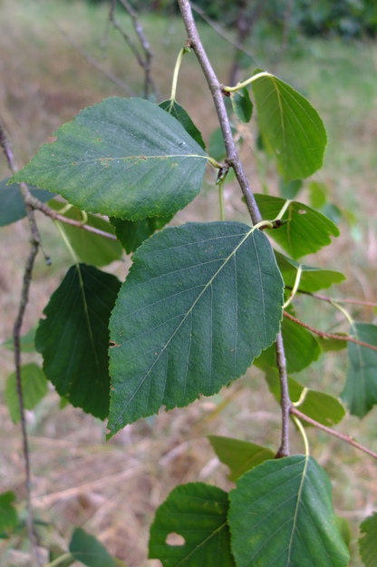 July close-up photo