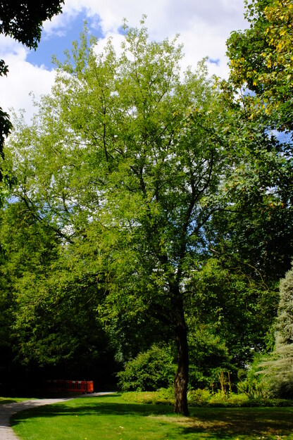 July tree photo