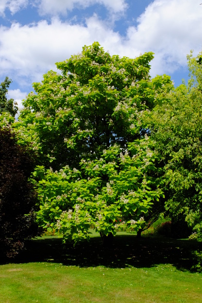 July tree photo