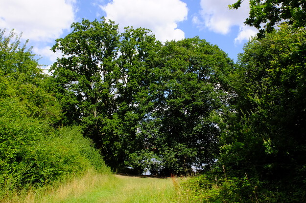 July tree photo