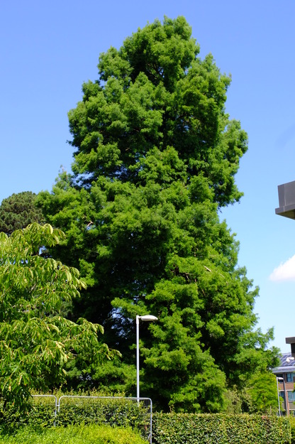 July tree photo