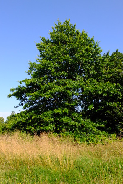 July tree photo
