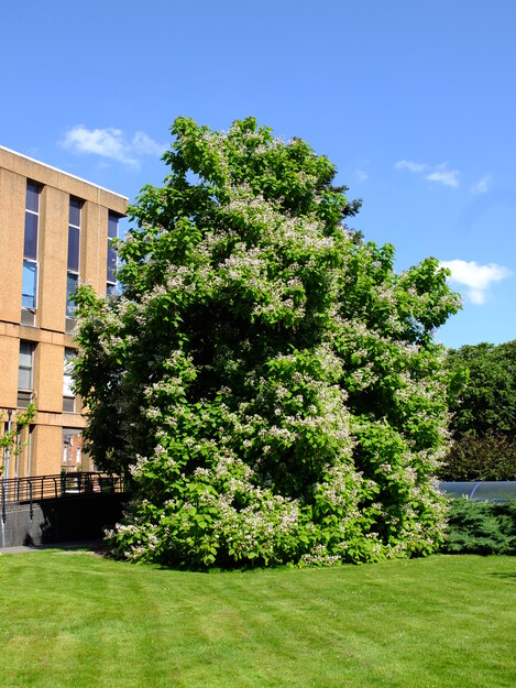 July tree photo