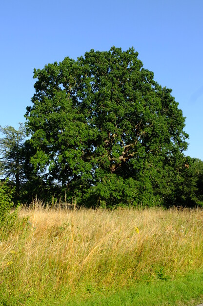 July tree photo