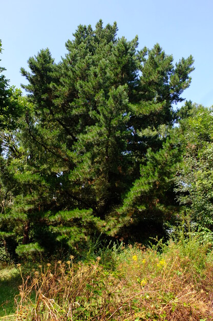 August tree photo