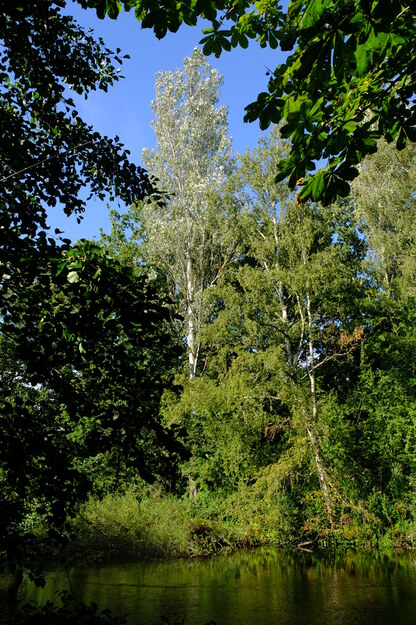 August tree photo