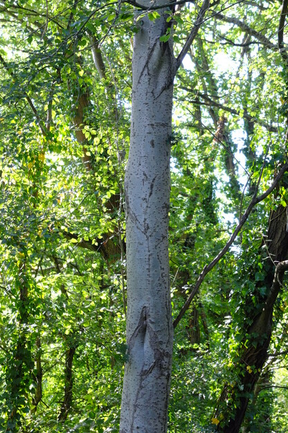 August close-up photo