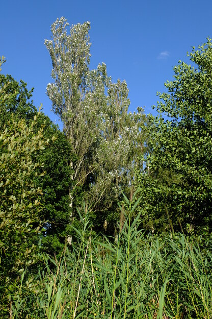 August tree photo