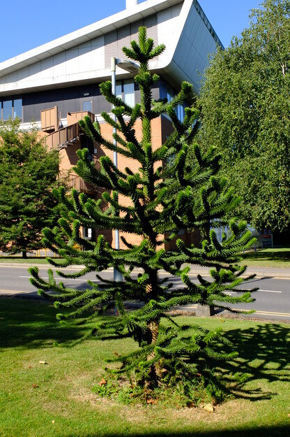Blandford Lodge tree photo