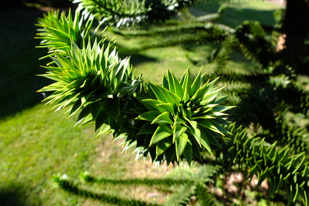 August close-up photo