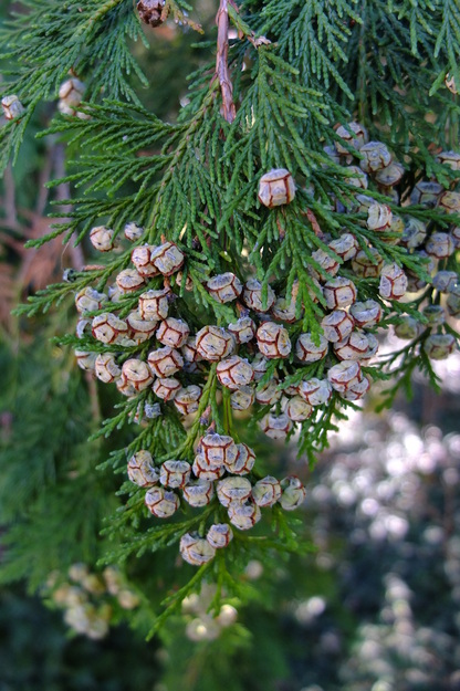 August close-up photo