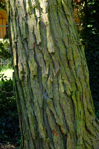August close-up photo