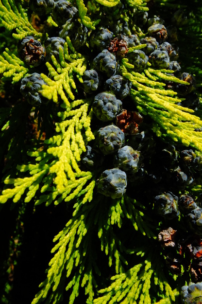 August close-up photo