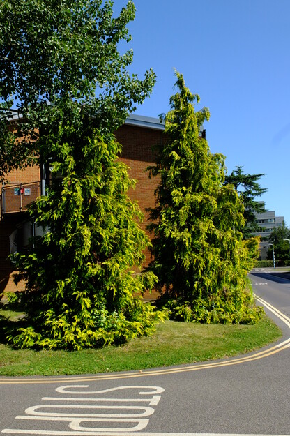 August tree photo