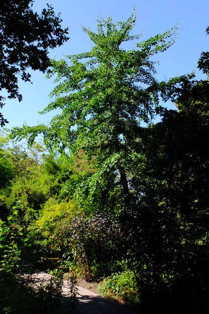 August tree photo