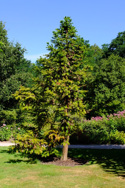 August tree photo