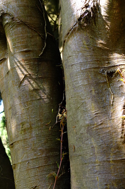August close-up photo