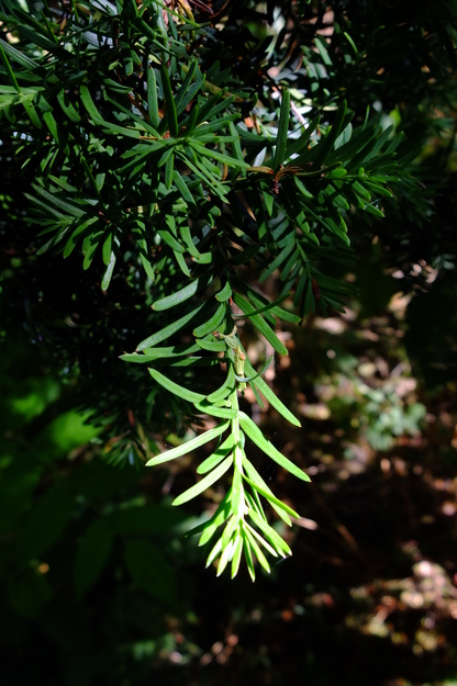 August close-up photo