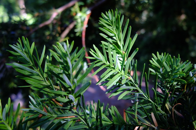 August close-up photo