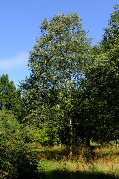 August tree photo