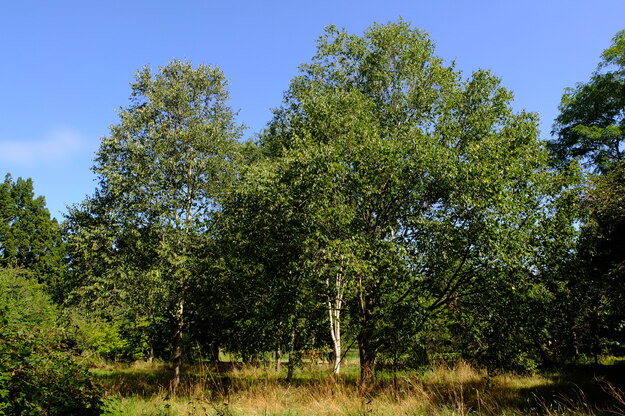 August tree photo