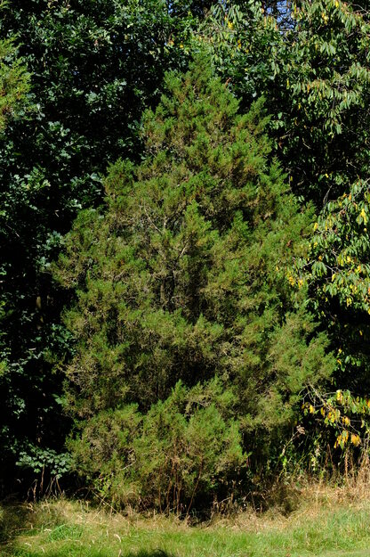 August tree photo