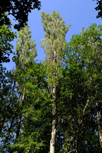 August tree photo