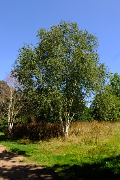 August tree photo