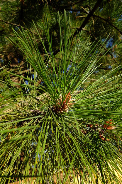 August close-up photo