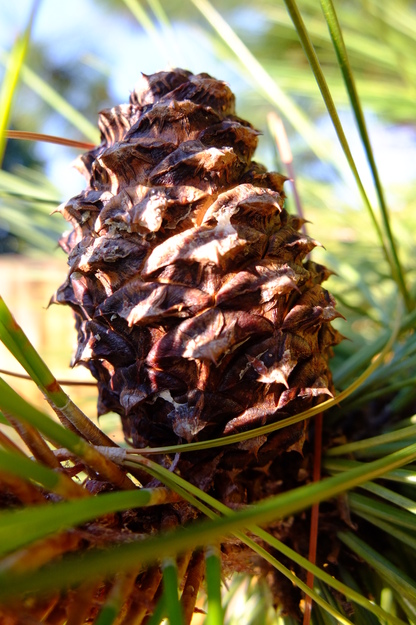 August close-up photo