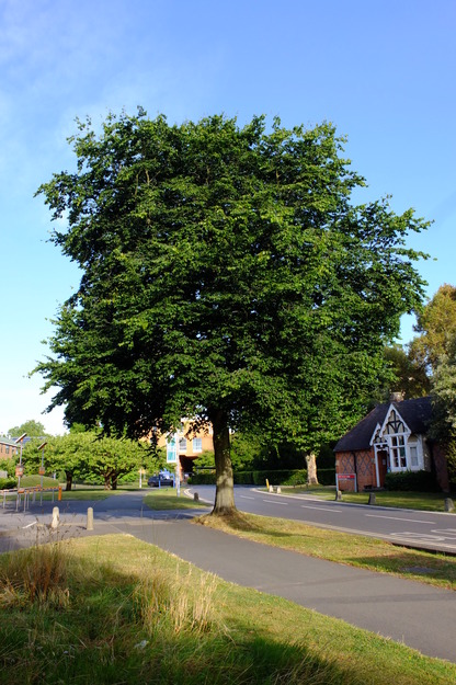 August tree photo