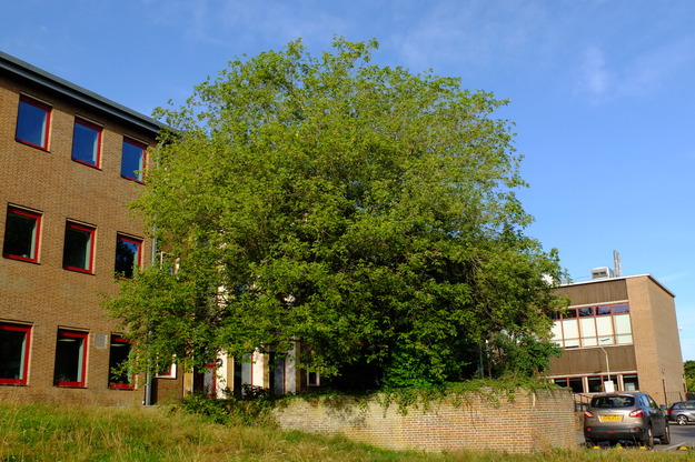 August tree photo