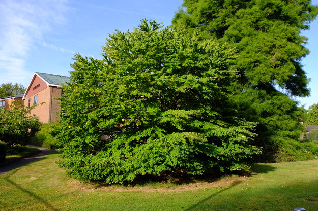 August tree photo