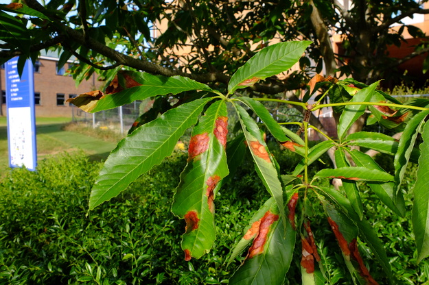 August close-up photo