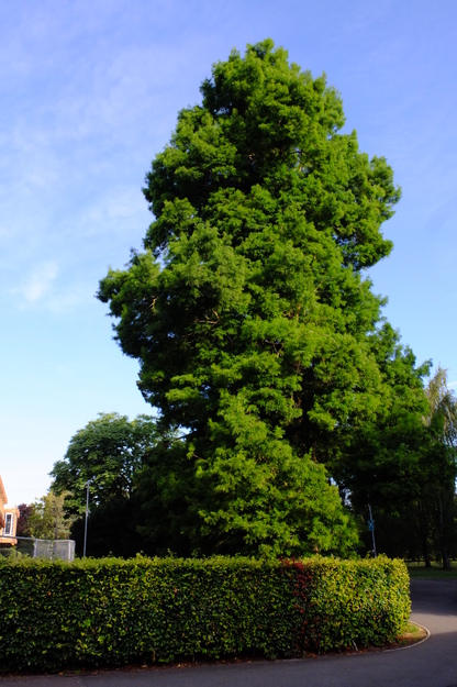 August tree photo