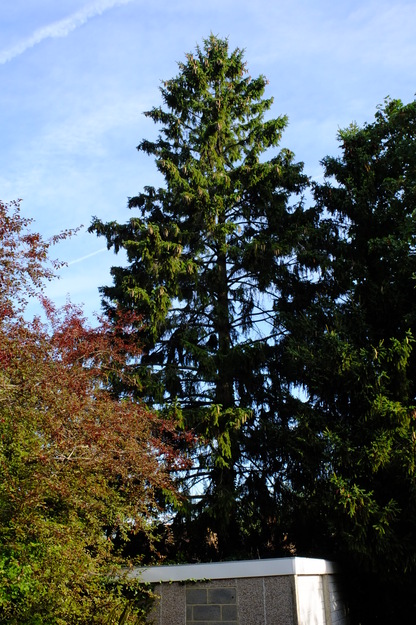 August tree photo