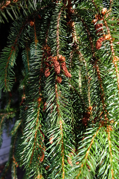 August close-up photo
