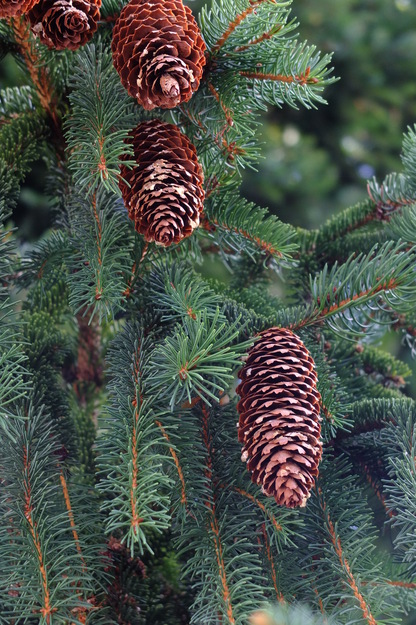 August close-up photo