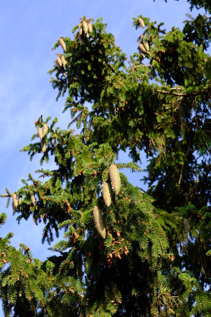 August close-up photo
