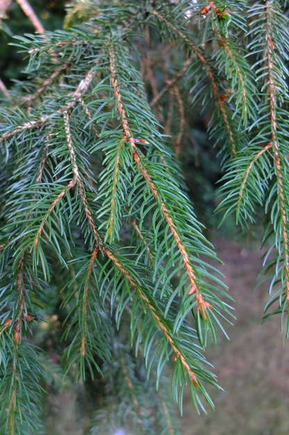 August close-up photo