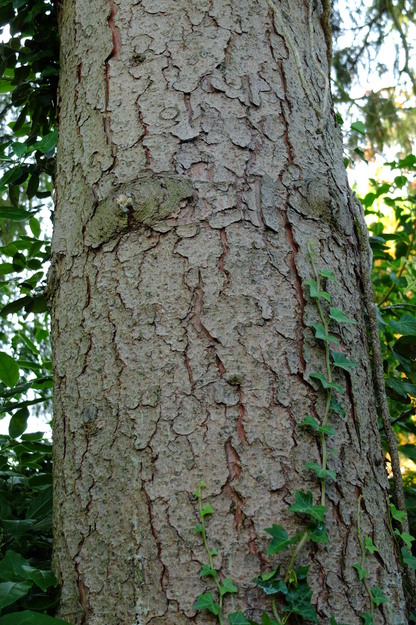 August close-up photo