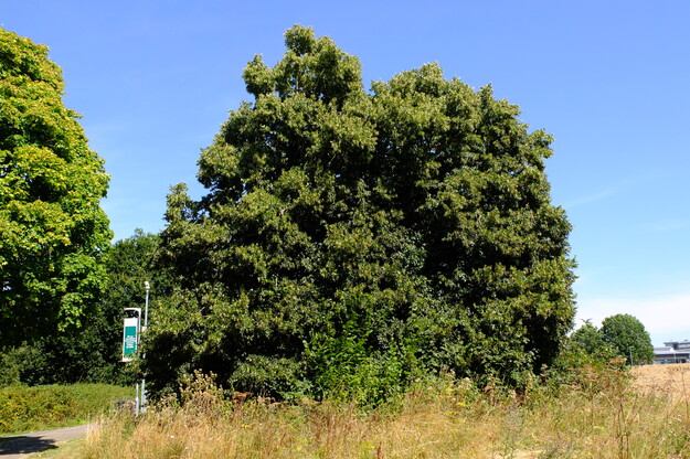August tree photo