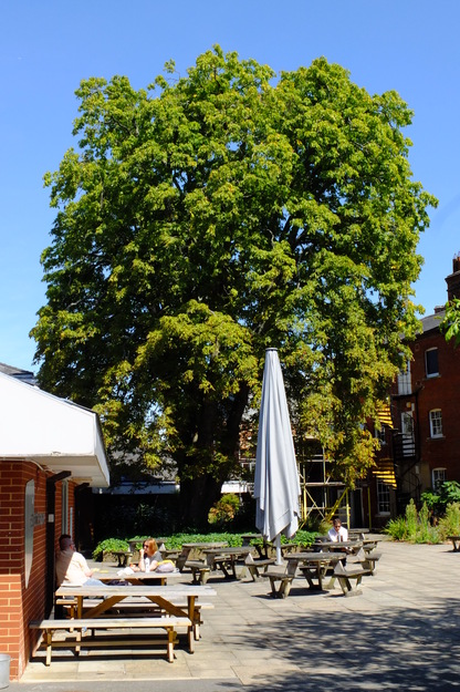 August tree photo