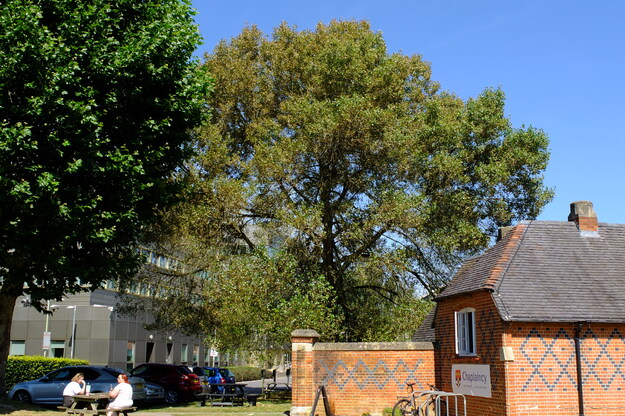 August tree photo