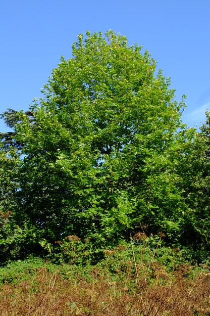 August tree photo