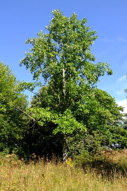 August tree photo