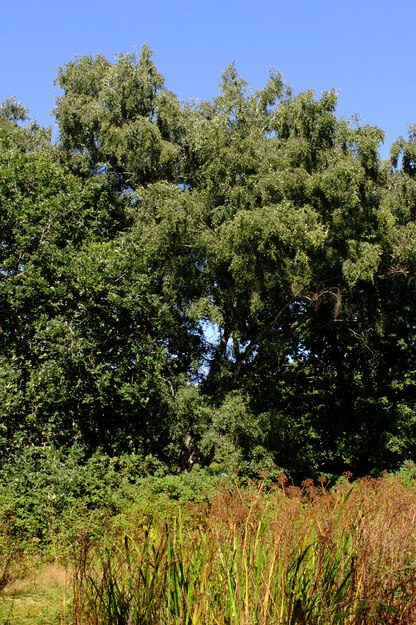 August tree photo