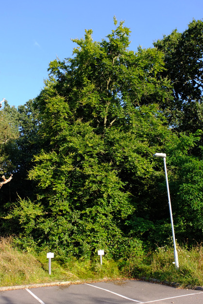 August tree photo