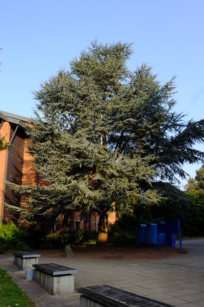 McCombie House tree photo
