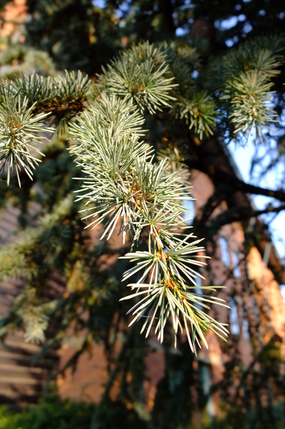 August close-up photo